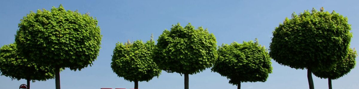 Rheindeich bei Orsoy Rheindeich bei Orsoy